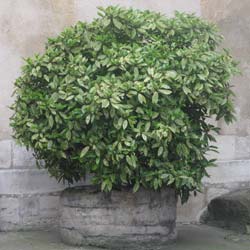 Aucuba japonica Crotonifolia